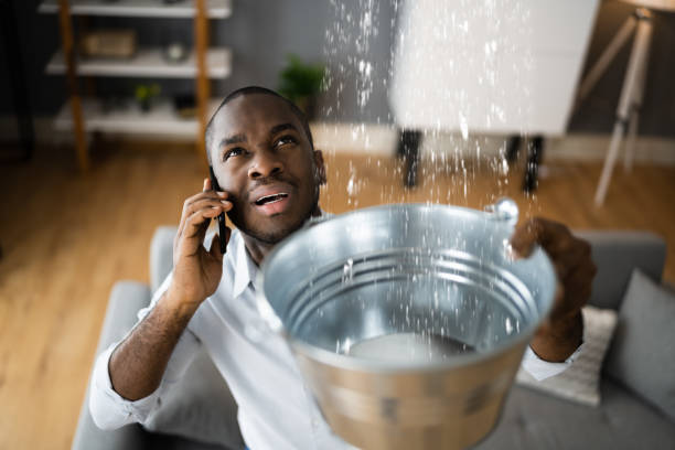 Best Mold removal after water damage  in Bemidji, MN