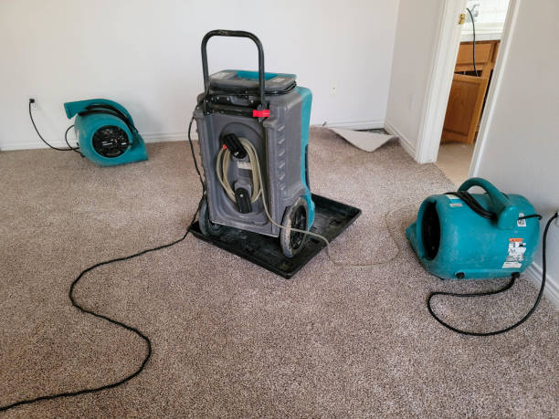 Best Carpet water damage restoration  in Bemidji, MN