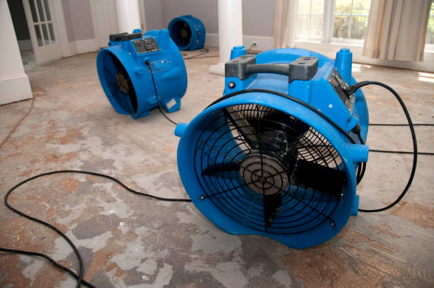 Best Mold removal after water damage  in Bemidji, MN