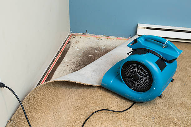 Best Flood damage cleanup  in Bemidji, MN